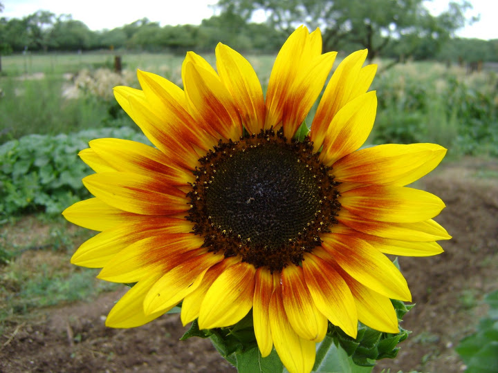 One of Aldous's sunflowers. One of Aldous's sunflowers.